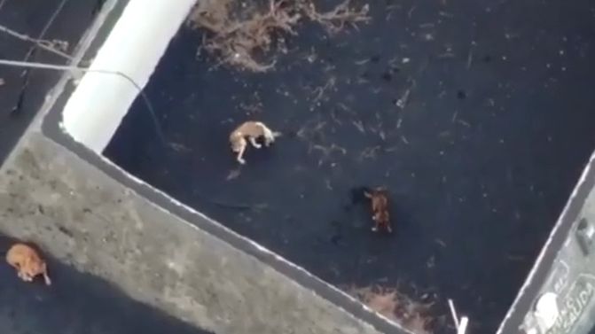Video: Láva ze sopky uvěznila na Kanárech psy. Krmení zajišťuje dron